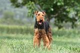 AIREDALE TERRIER 316